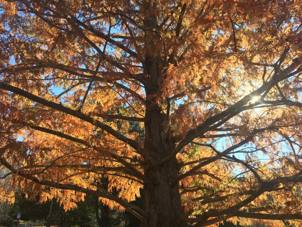 Photograph of a dawn redwood in fall with sun shining through the branches.